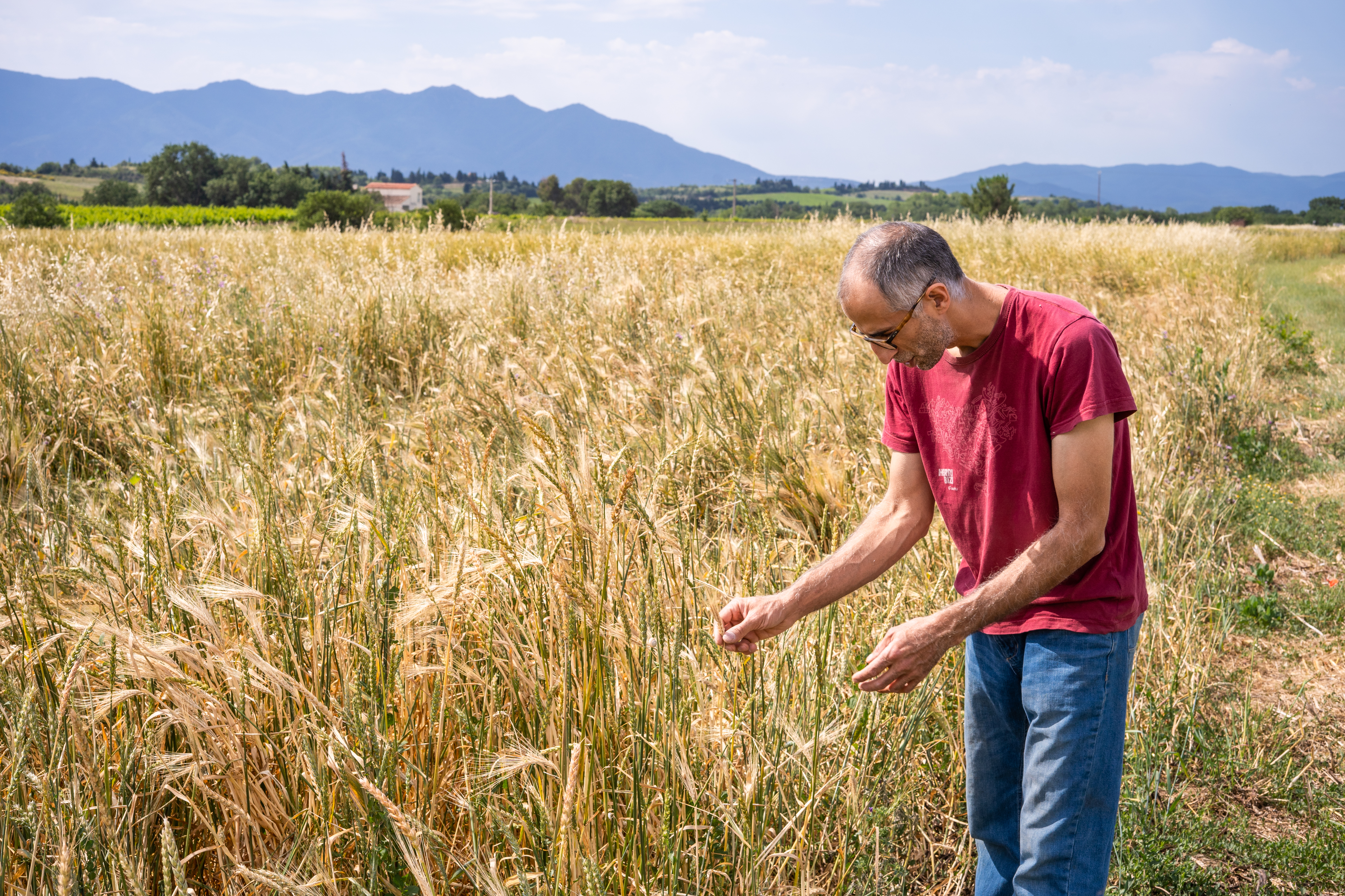 Fabien est paysan-boulanger. Il cultive son blé lui-même pour atteindre l’autonomie. Comme il n’utilise pas son fournil chaque jour, il le prête à d’autres. Selon lui, « faire pousser du blé dans le Roussillon, personne n’y croit ». Malgré les conditions difficiles, il plante des arbres et tente d’enrichir les sols. S’il « paie la dette du passé », en récupérant des terres appauvries par l’agriculture intensive, il tente d’améliorer les choses pour les générations futures.