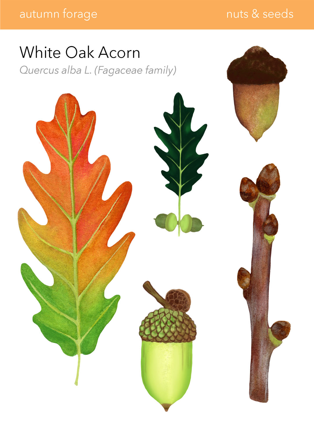 Eastern White Oak Acorn in Wild Food Foraging in Your BackyardDigital Print, 2022, 6.5x9&rdquo; 