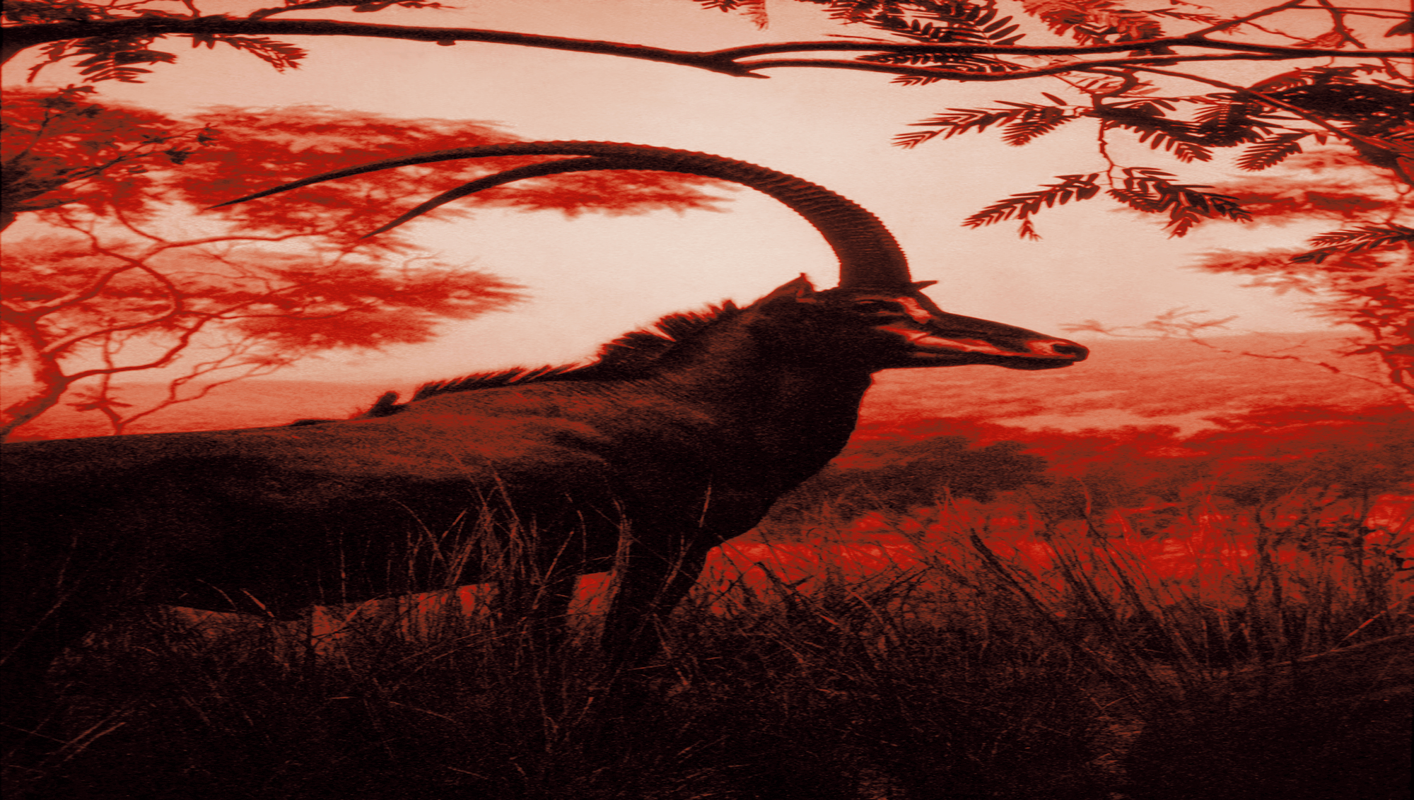 "AM MU NA HI / 12"  Giclée fine art print on Hahnemühle Watercolour paper / Variable dimensions / Edition of 6 