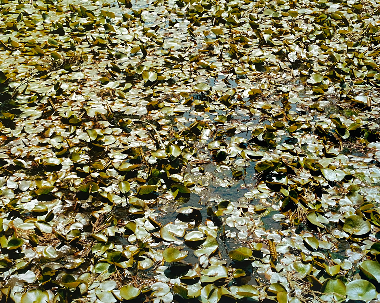 © Yuki KAWAMURANymphaea#1, 2025courtesy Galerie Jean-François Foucher