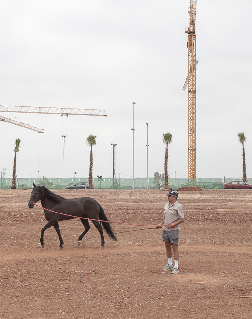 Foto detalle criadores de caballo periferia Sevilla