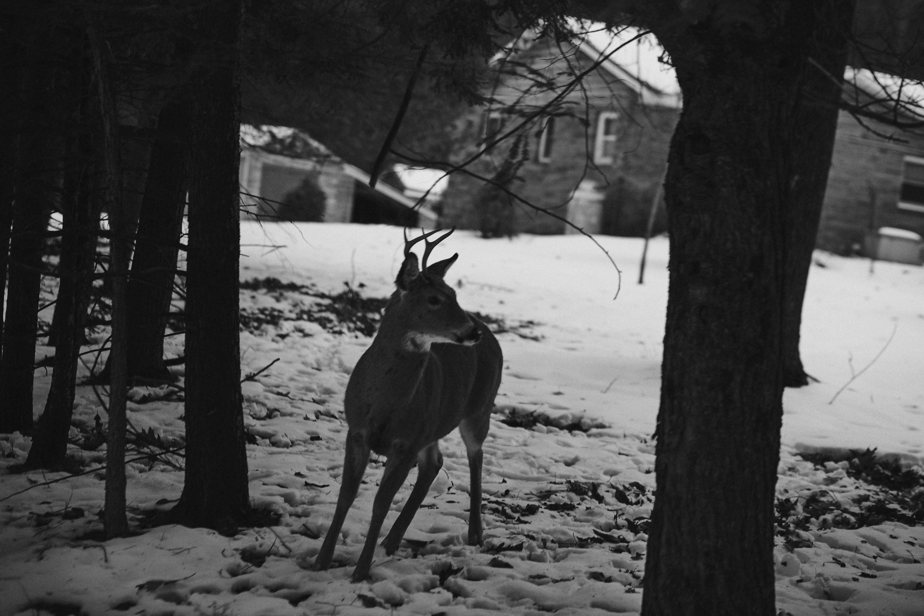 It’s not a ride in the northeast without a sighting of deer.