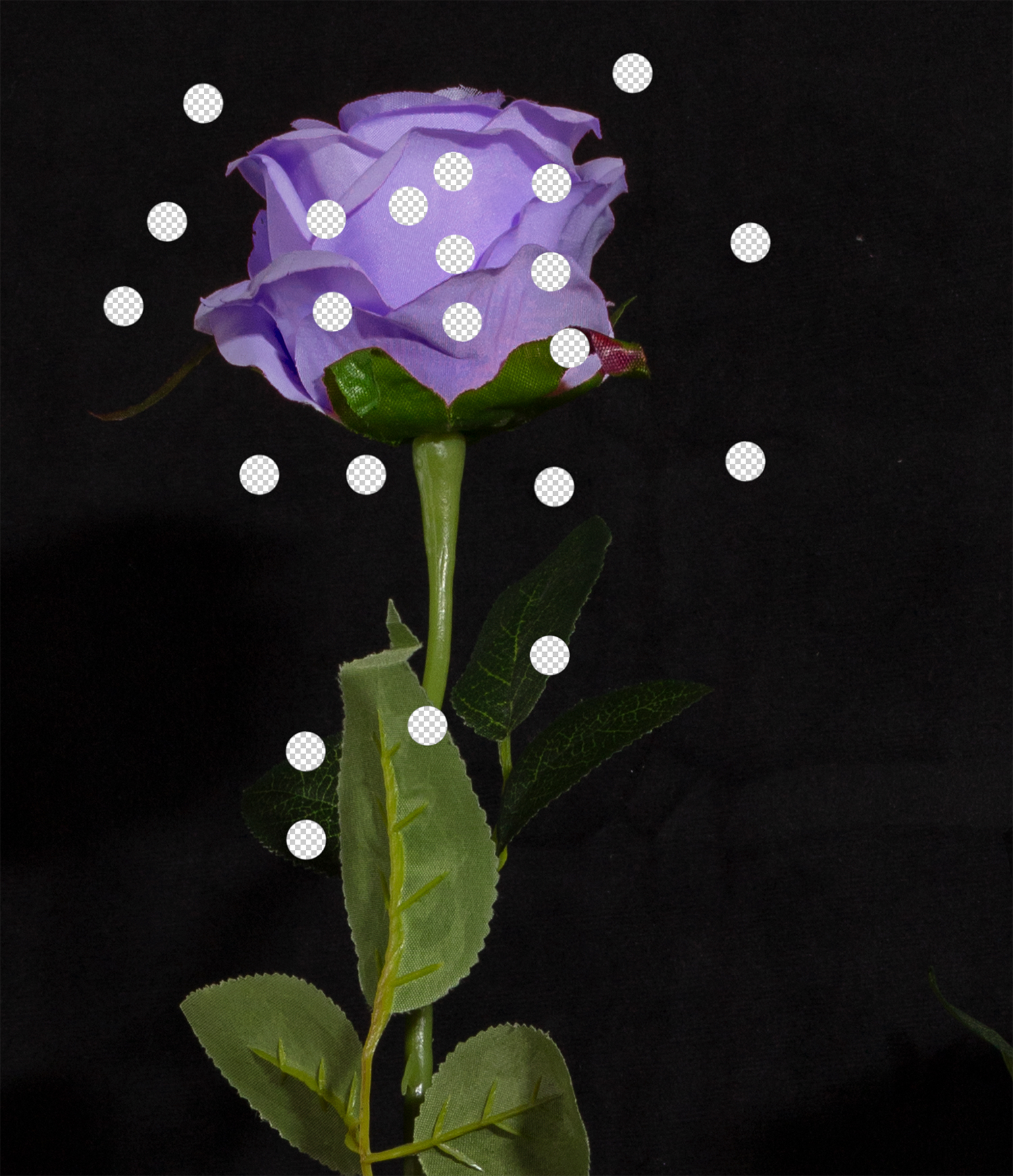 Untitled (lavender carnation with invisible dots), 2021, archival pigment print, 14"x10"