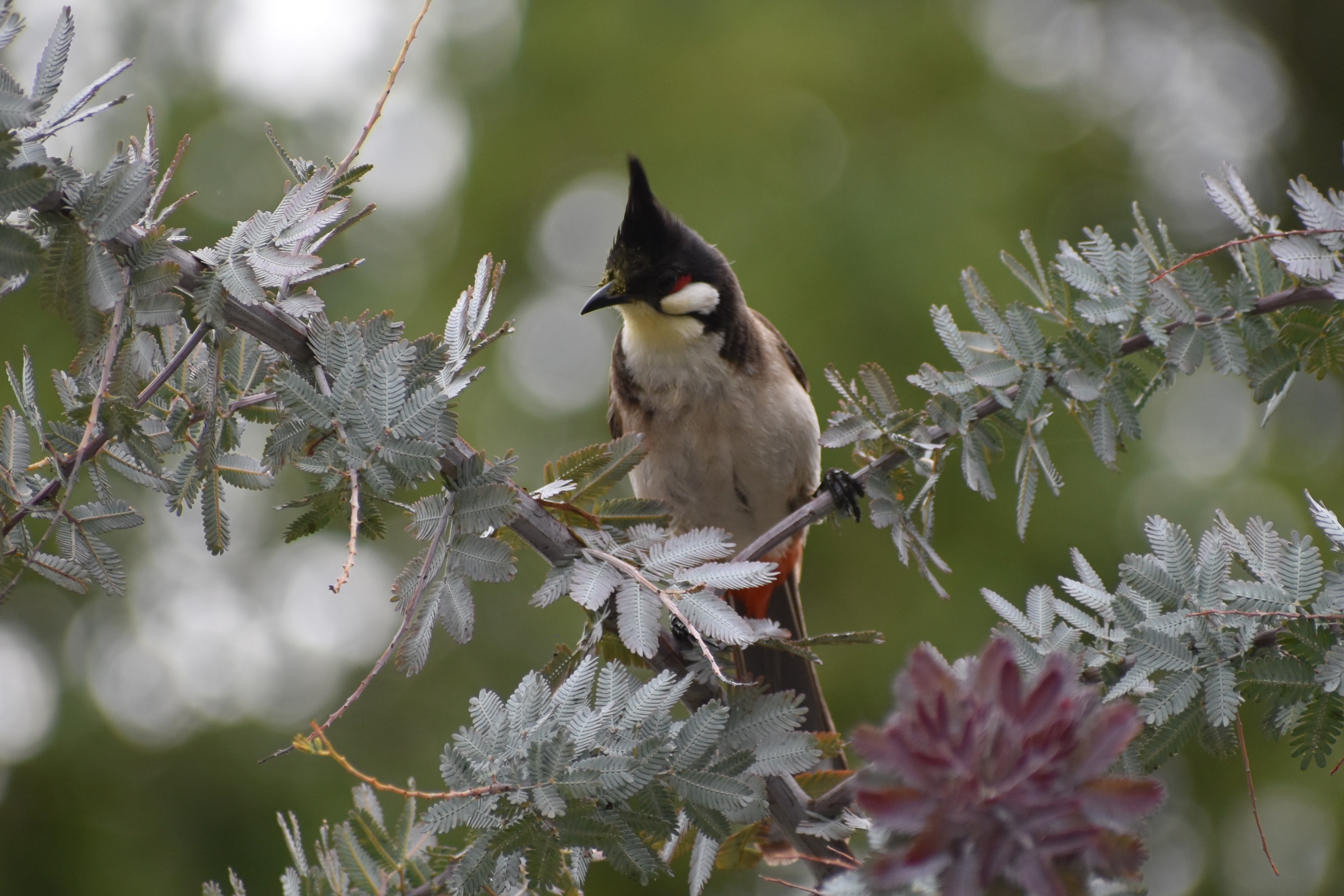 Red-whiskered Bulbul, Los Angeles, CA