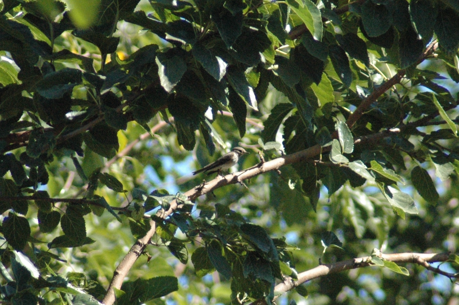 12.09.2013, Orta Bahçe(Dut)