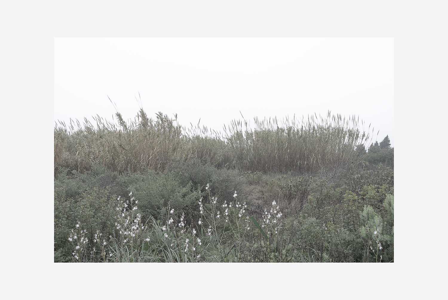 Fotografía Zyklogeneses vegetación nublado