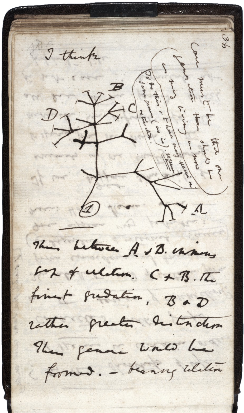 The evolution tree designed by Charles Darwin in his diaries and never published. Afraid of the possible reaction of his colleagues he omitted it from The Origin of the Species. Recently rediscovered, it is remarkably close to the one designed by the genetists today.