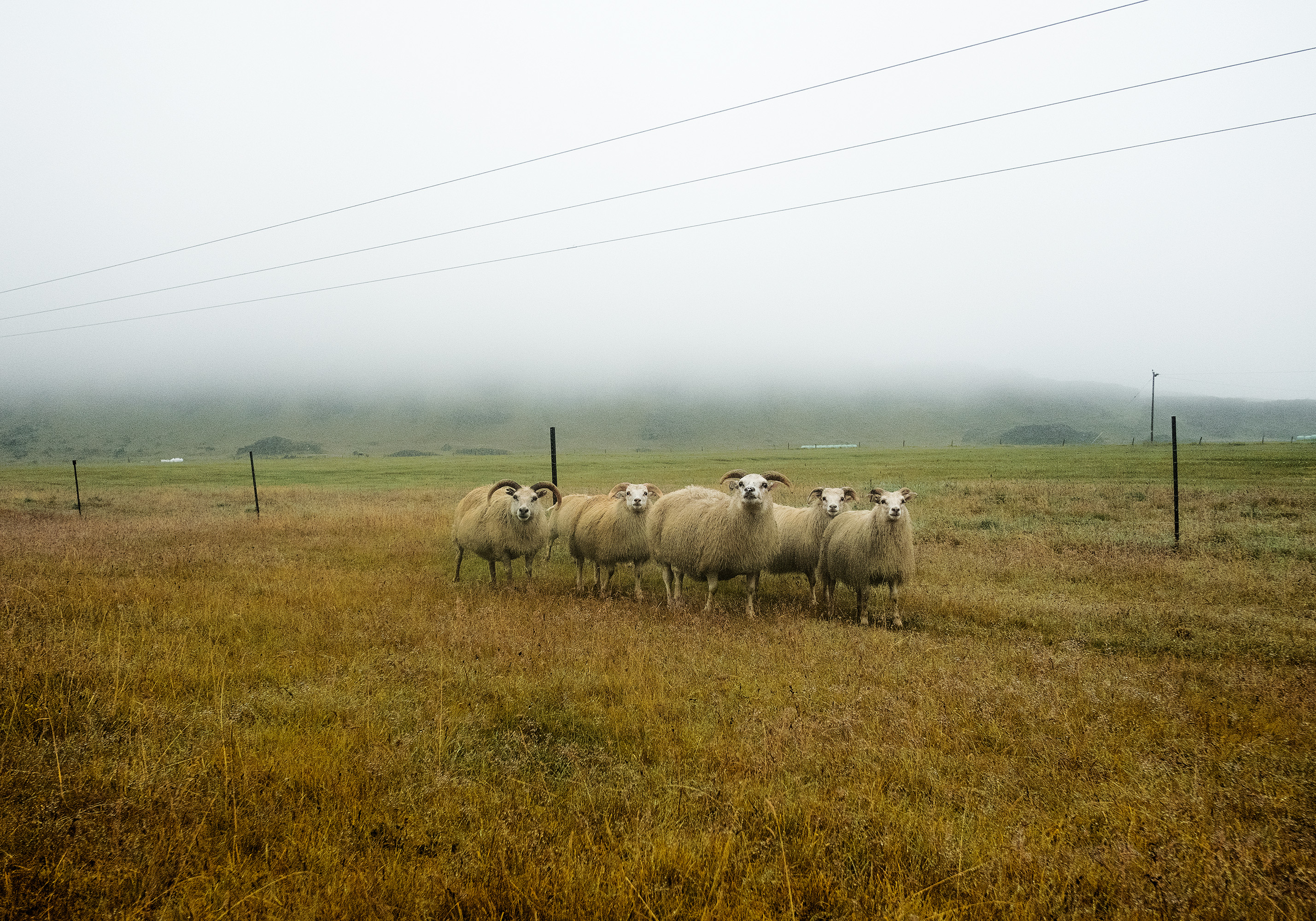 Domingo Nardulli TIFF