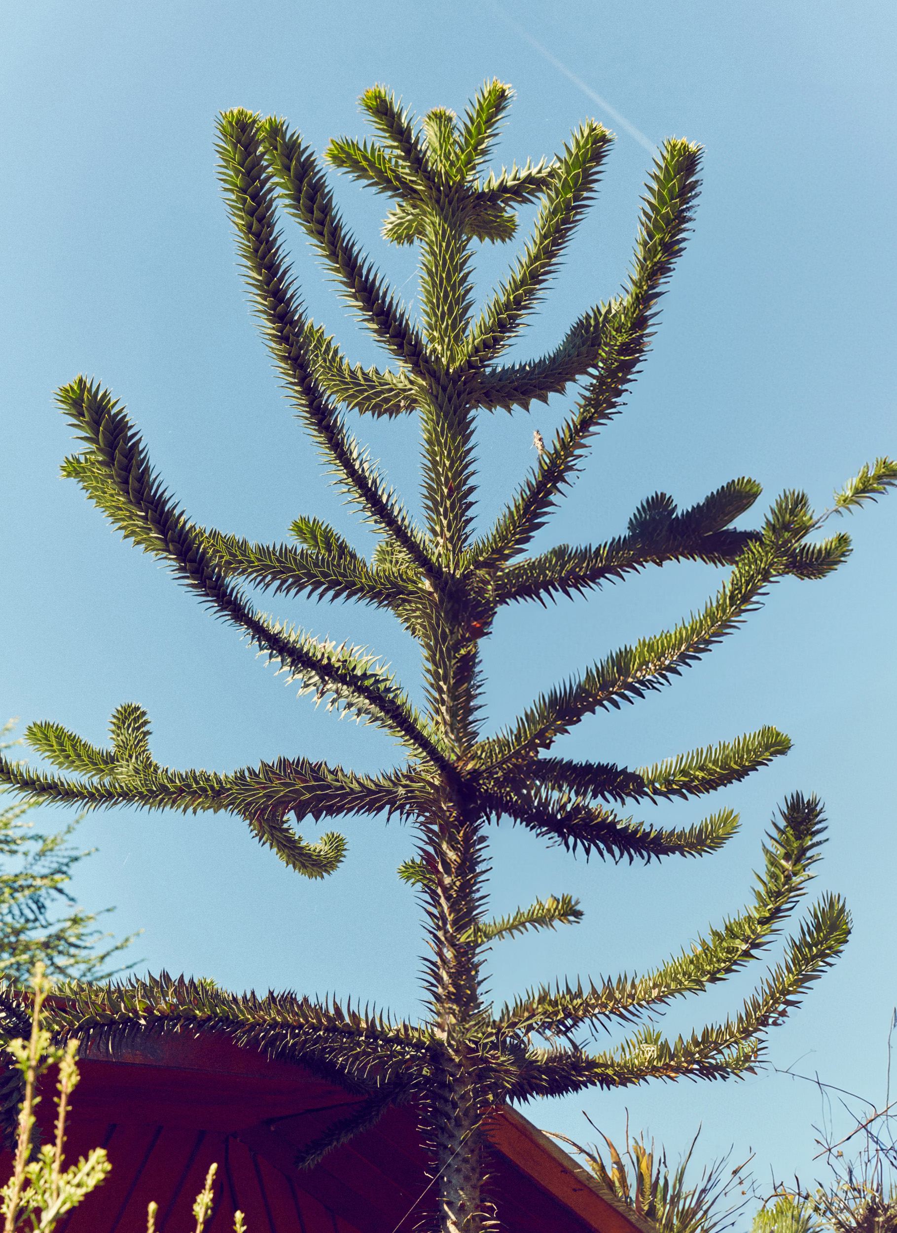 Monkey Puzzle Tree