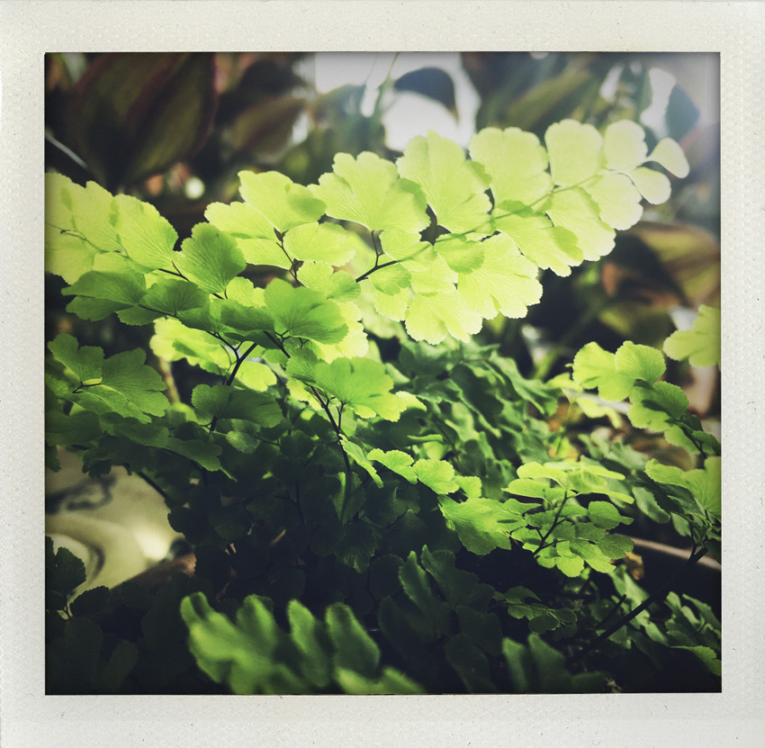 17 Avril 2020 Micro jungle domestique