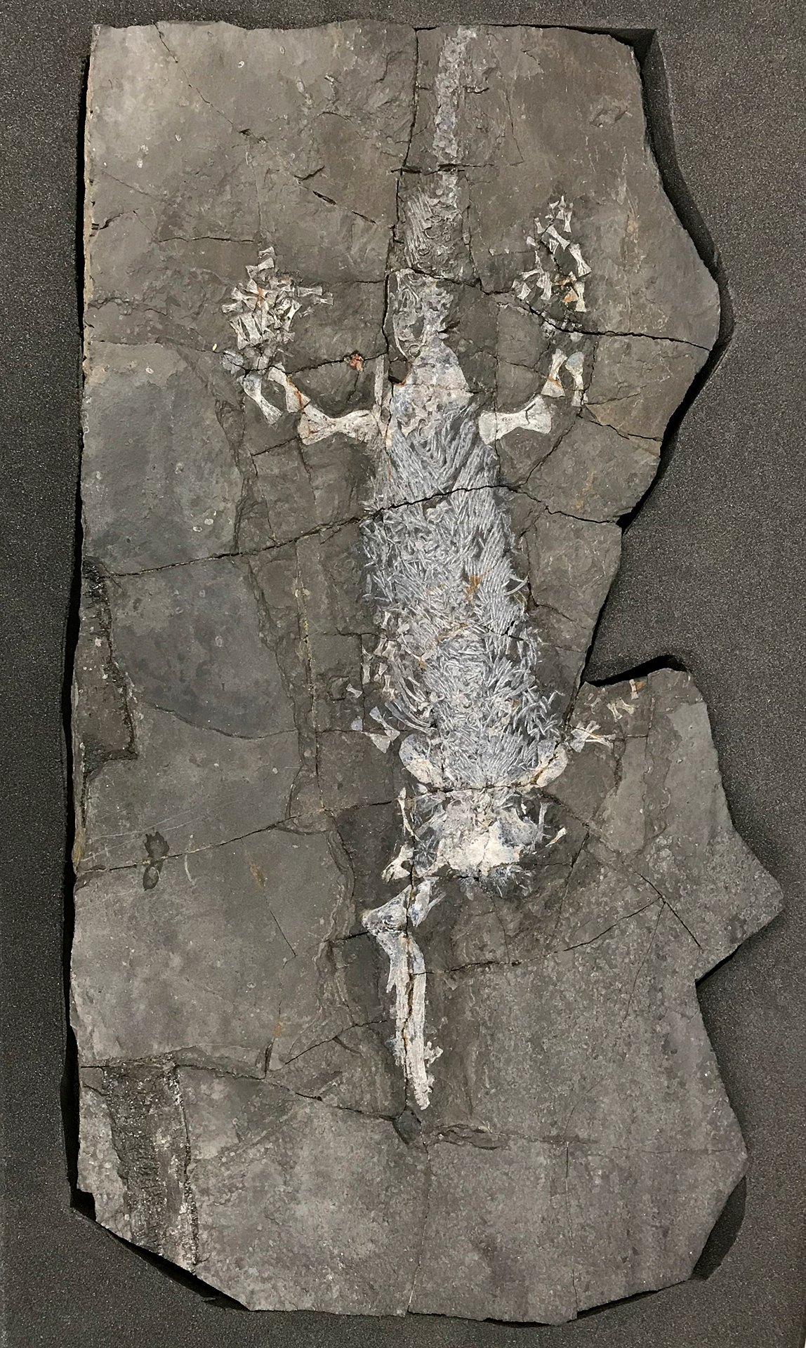 Tetrapod fossil (later specimen). Photograph by Anne Vibeke Mou, research visit to National Museums Scotland collections.