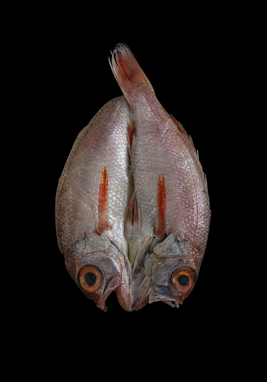 PHOTOGRAPHY RAF STUDIO  VILLA KUJOYAMA KYOTO ART CENTER SYNCHRONICITY EXHIBITION