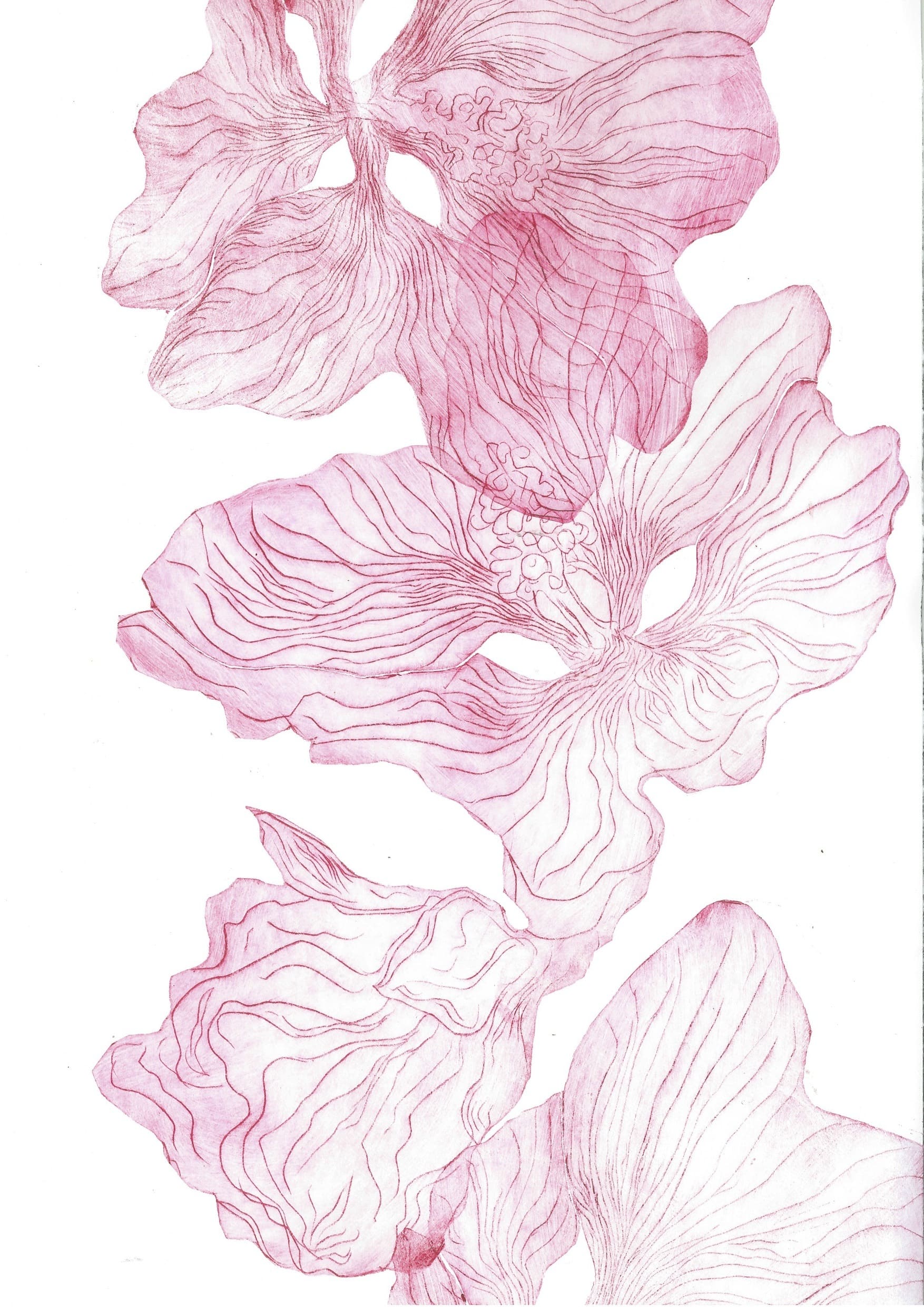 Abstract flowers #9Drypoint etching on polyester, cut out, printed over and inside each other, über-und ineinander gedruckt, 34 x 50 cm