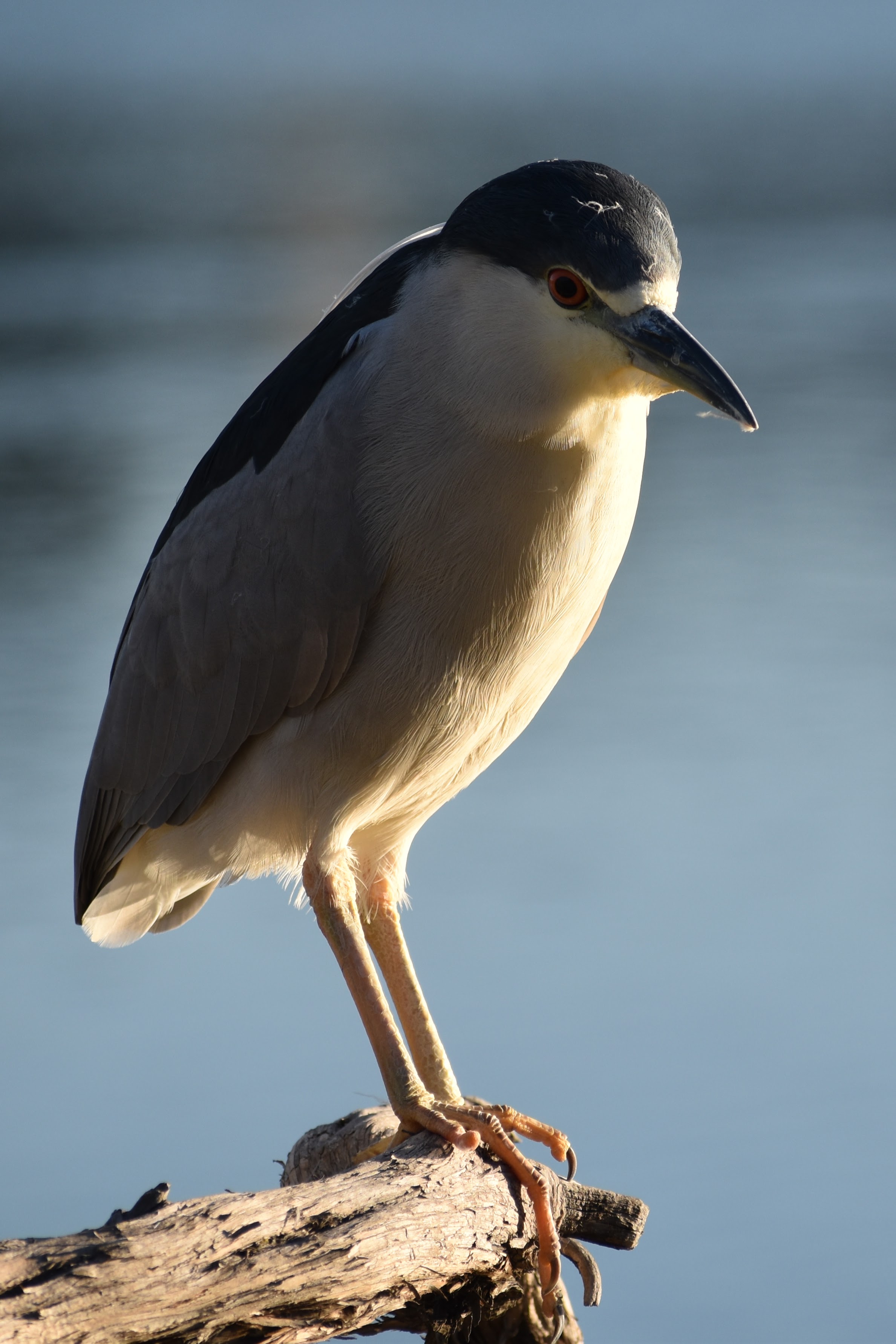 Black Crowned Night Heron, Oakland, CA