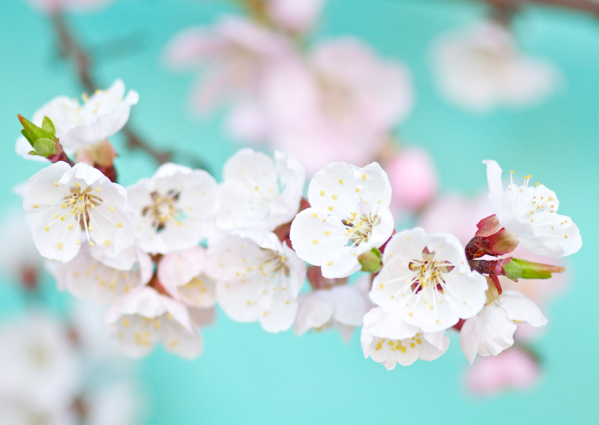 Nr.240 Aprikosenblüte