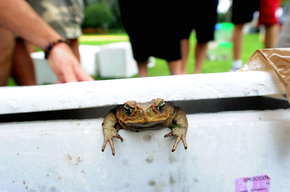 Bufo Marinus Queensland, Australia
