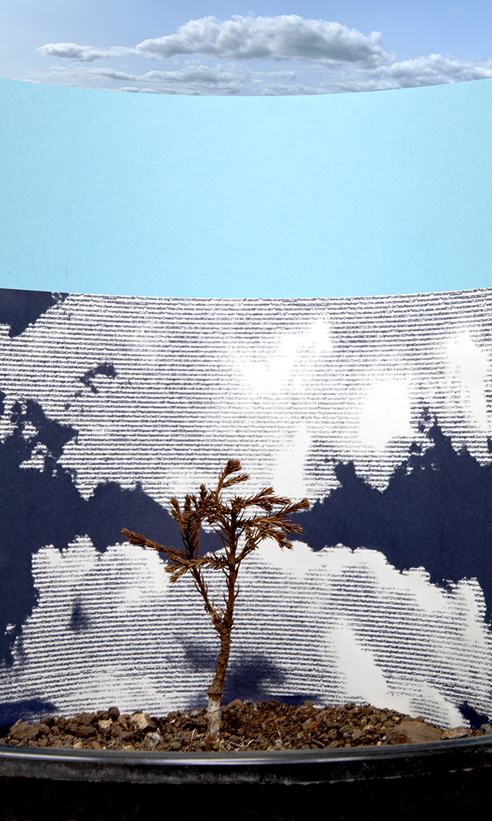 Landscape with Giant Redwood, 60x36cms, archival photographic print, 2025