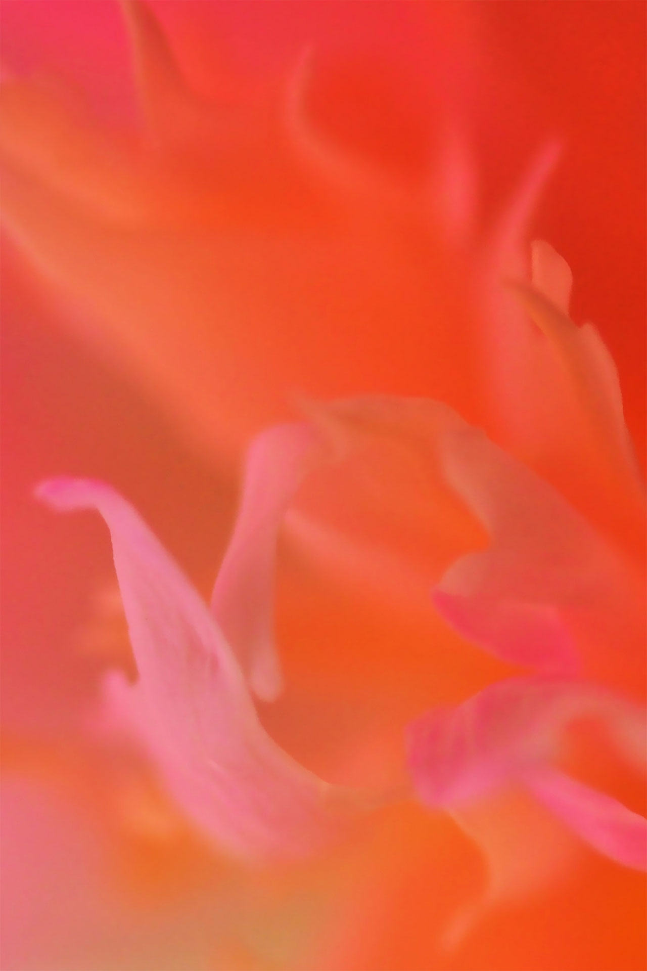 Dancing fire I, 90 cm x 60cm, verkauft