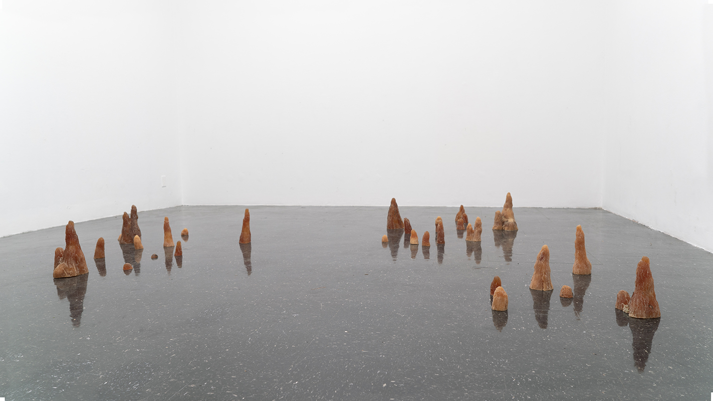 More than twenty-five amber colored rubber castings of Cypress knees protrude from a black reflective linoleum floor. The room is bright white and dark reflections stretch downward from each knee.