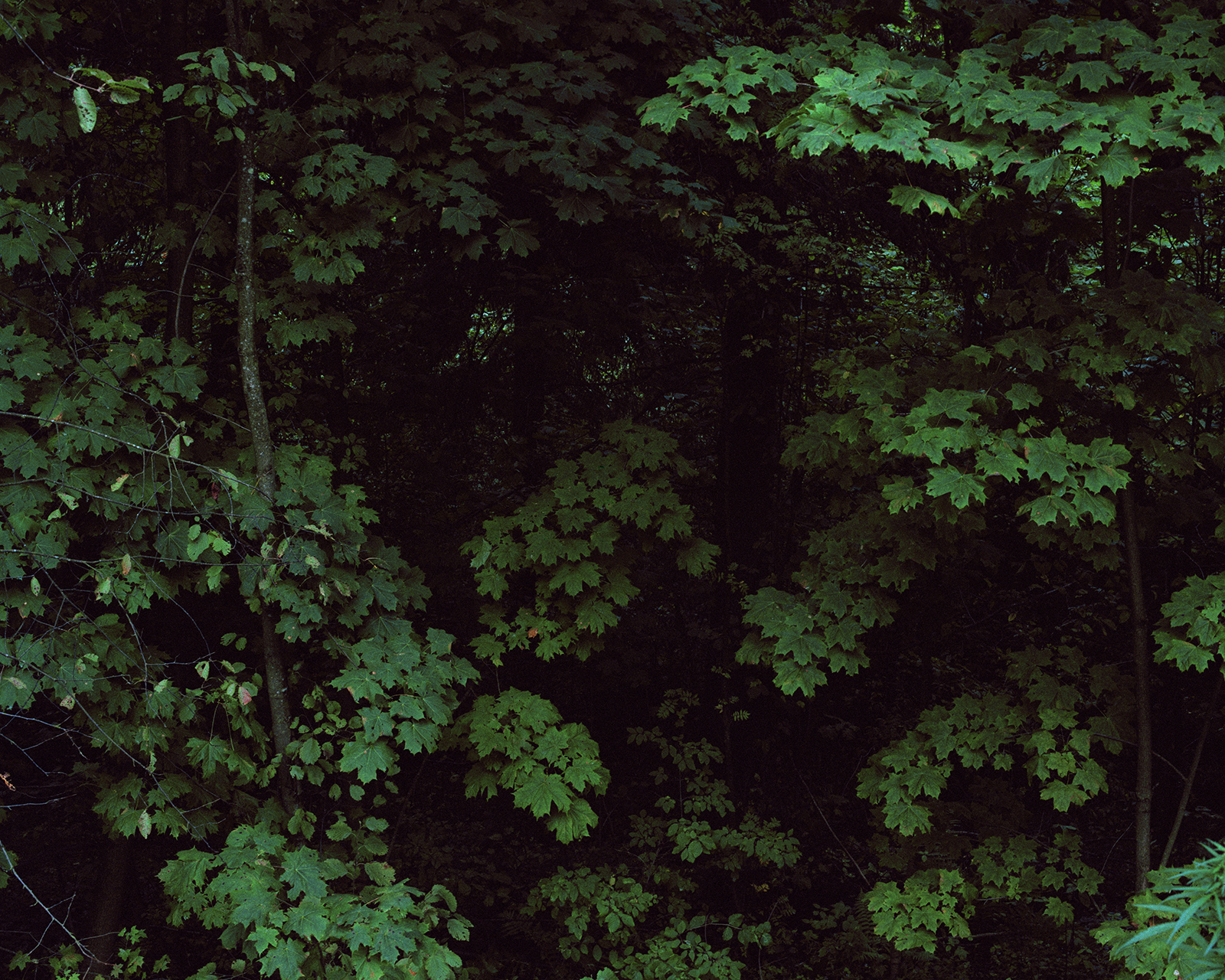 III, 2009