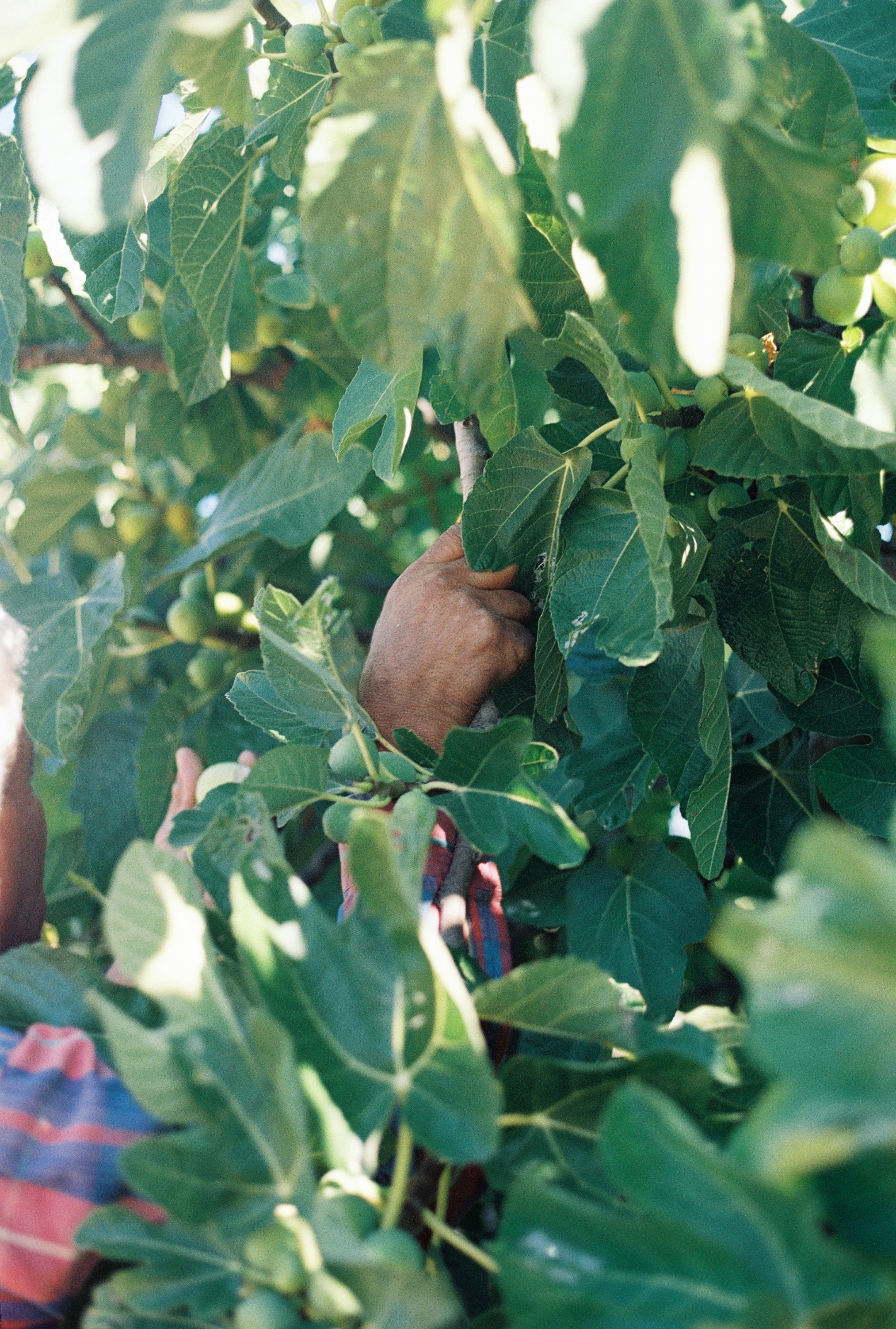 Grandfather, Carviçais Portugal, 2024, Canon FTb