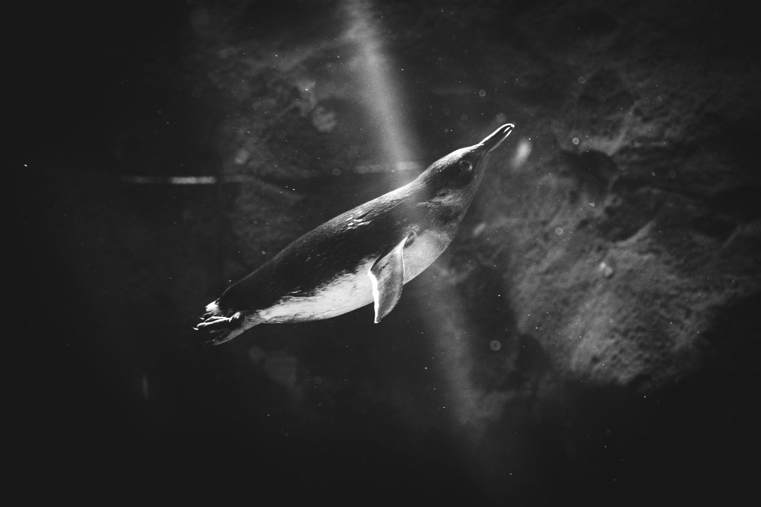 Penguins at Play — Marie Schultz