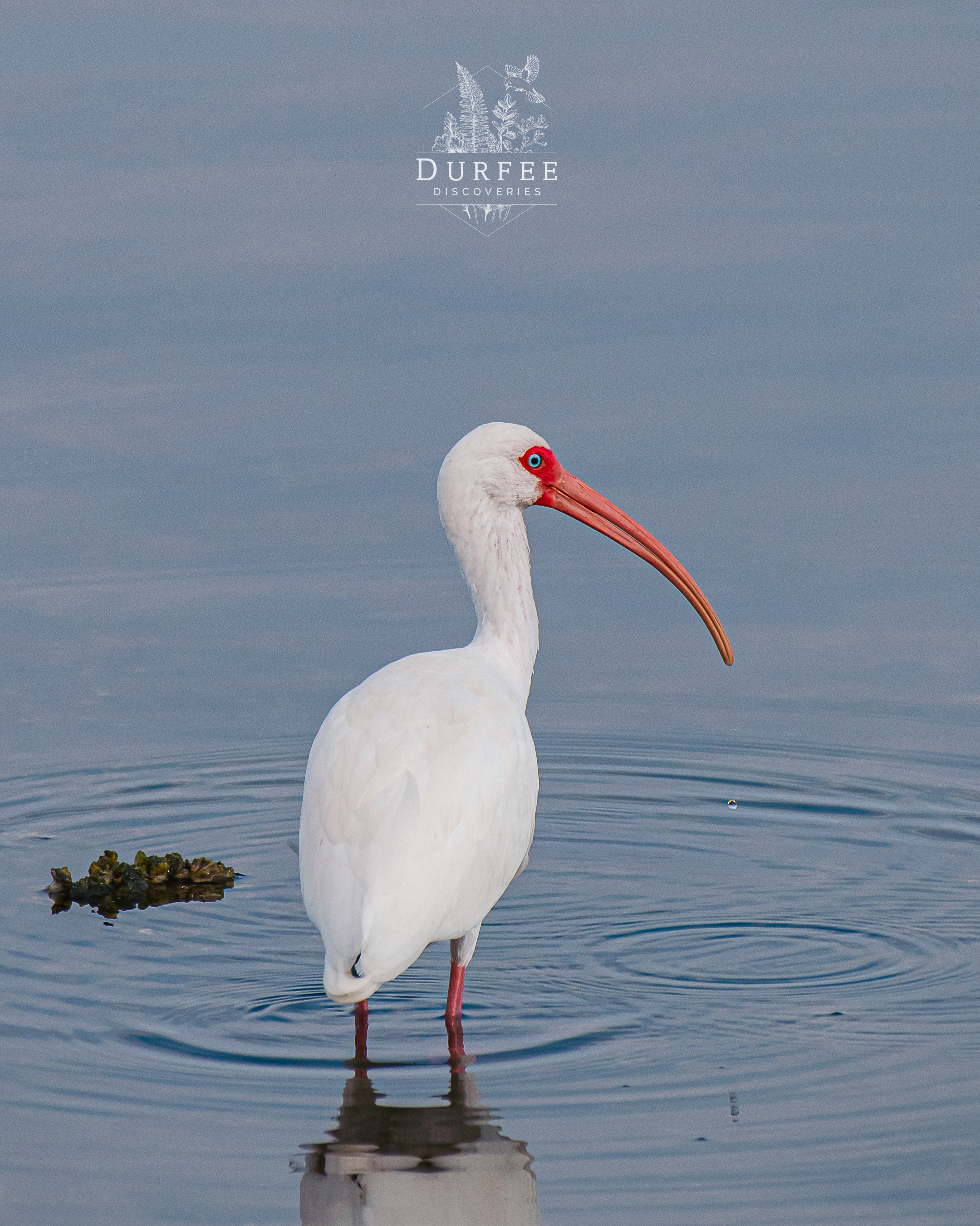 American White Ibis - Palm Harbor, FL