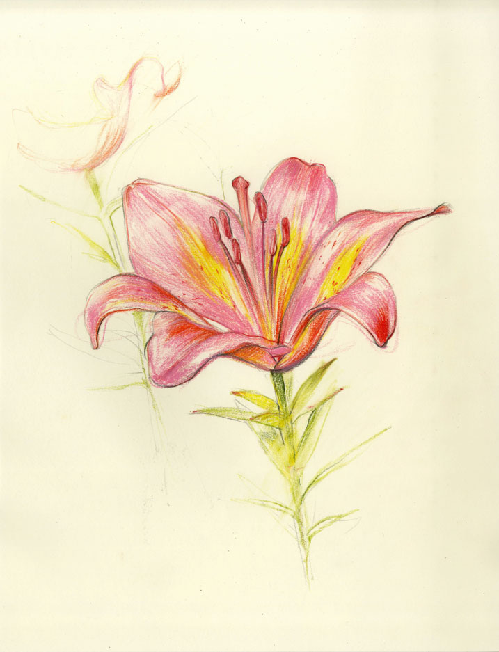 Lilies