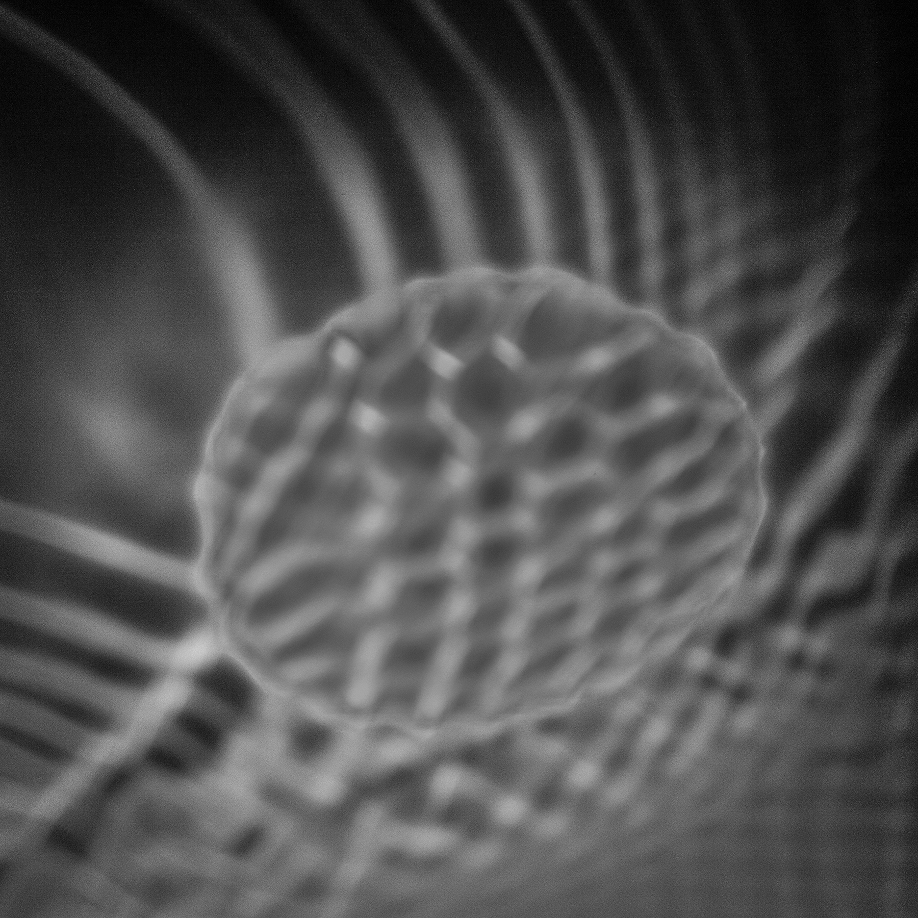 In the Clear Water and Empty Light, All Phenomena Dissolve