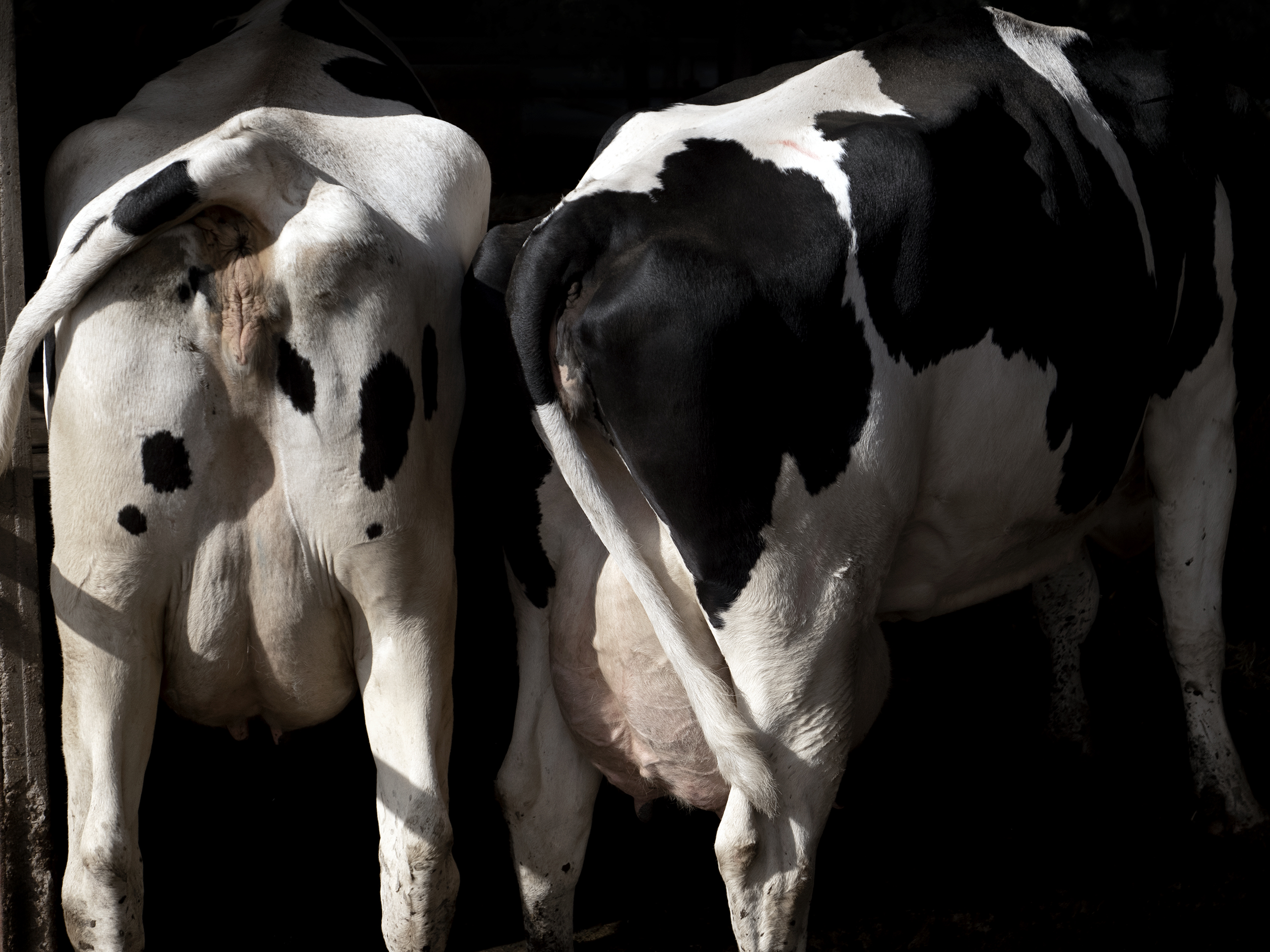 Two cows from behindEtxeberri, Navarre, Spain, 2023photography, color, single