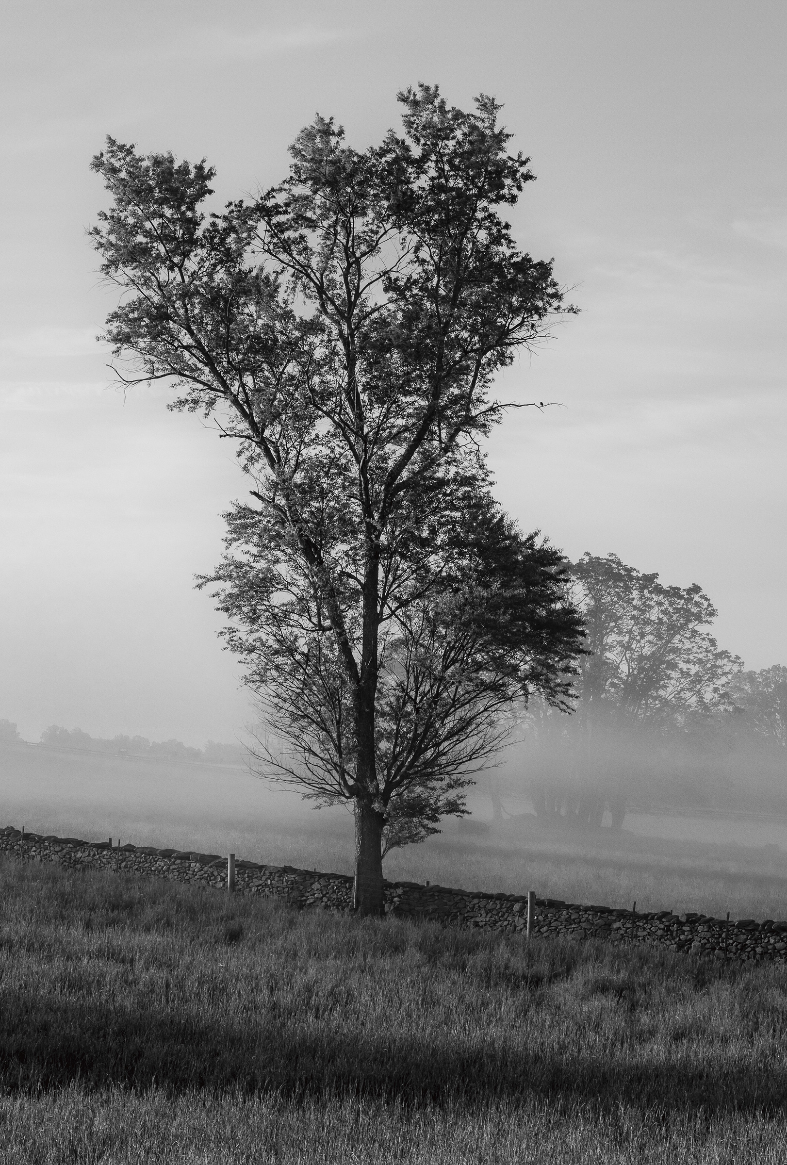 Untitled Virginia Tree, 2021