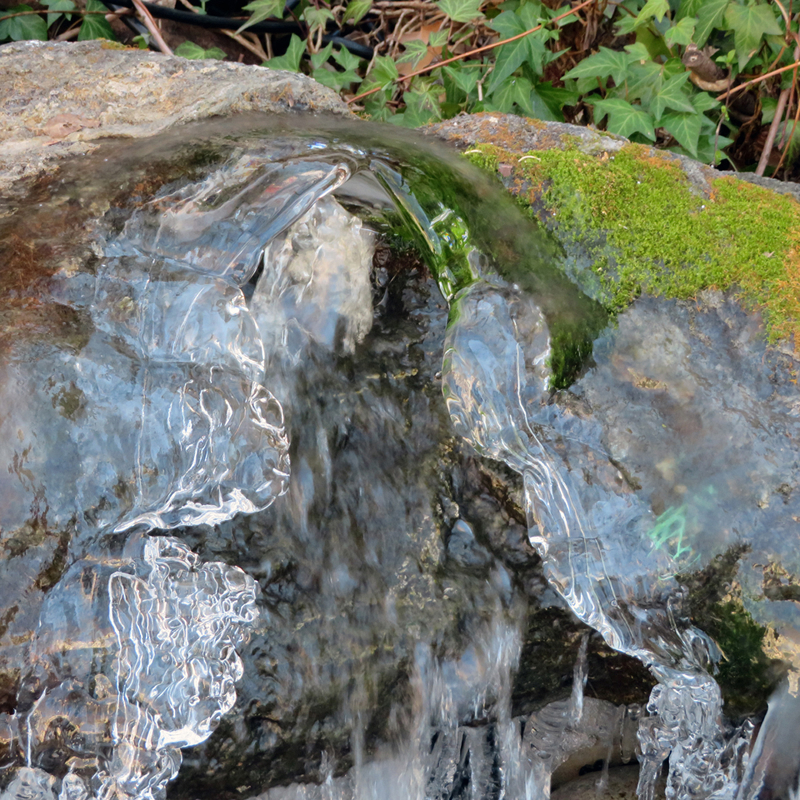 Winter Oasis / January 30, 2020 / Photo: Ira Tattelman @tattelman