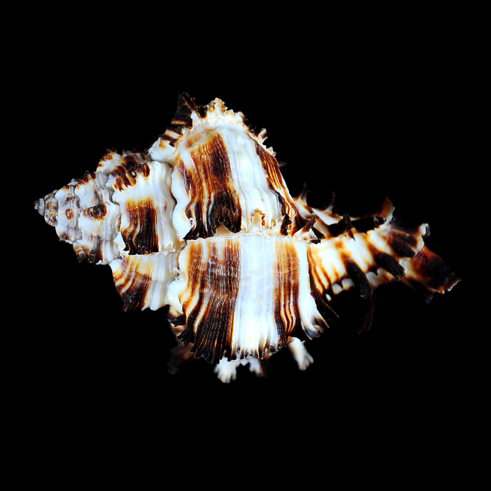 Hexaplex cichoreum (Gmelin, 1791)