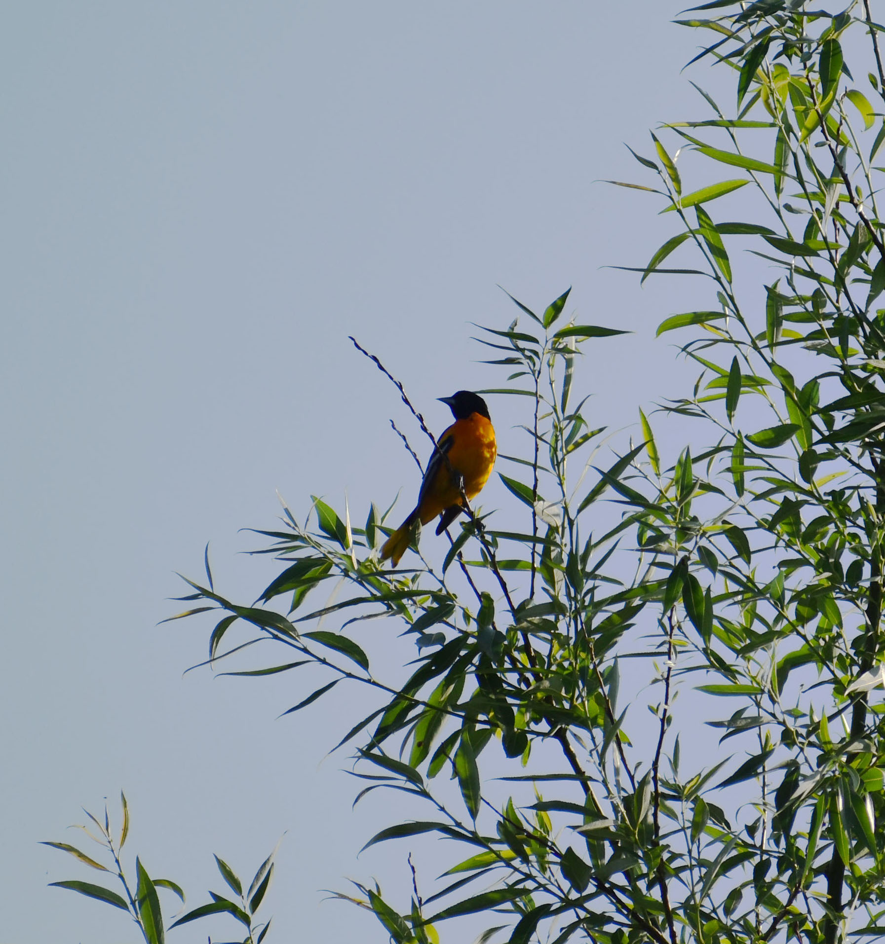 my fave, the baltimore oriole