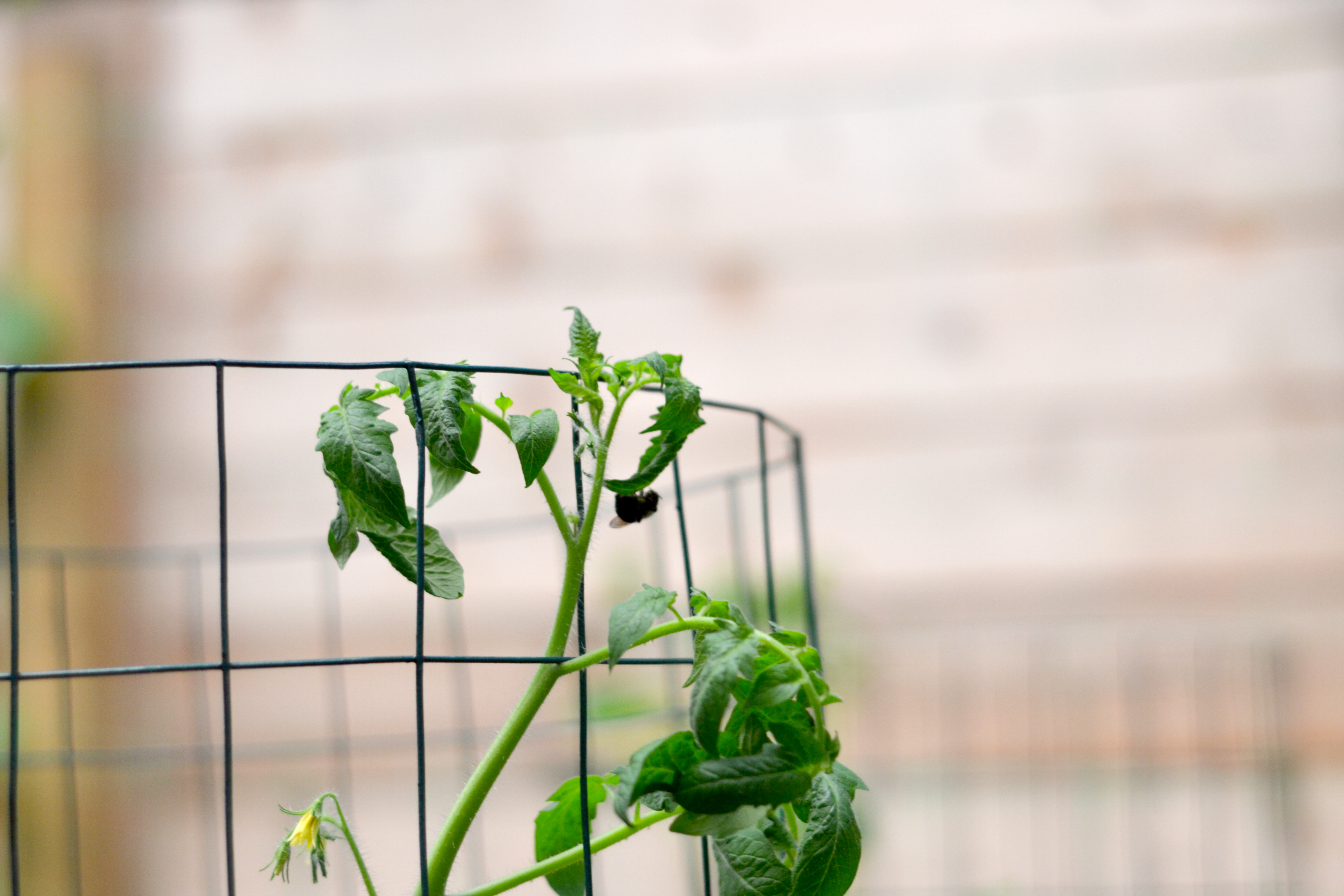 Bee polinating the tomatoes, which you see are happily blooming and fruiting. Thank you bees.