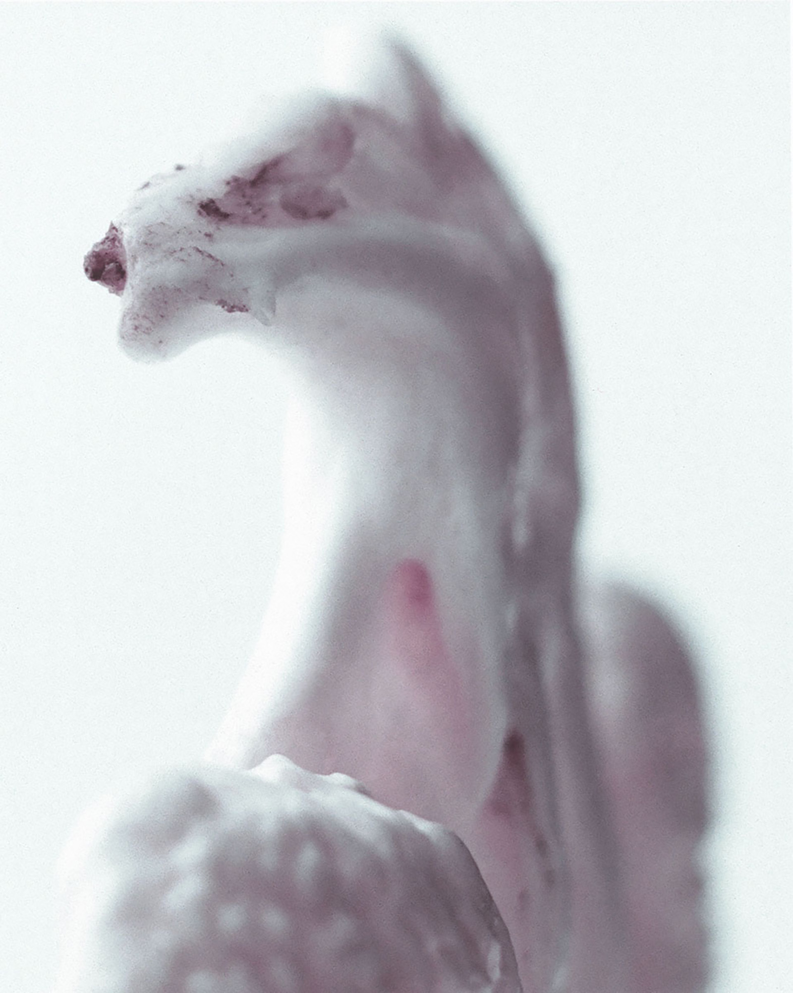 © Bianca SFORNI Lolop, 2015