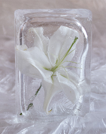 White Lily in ice
