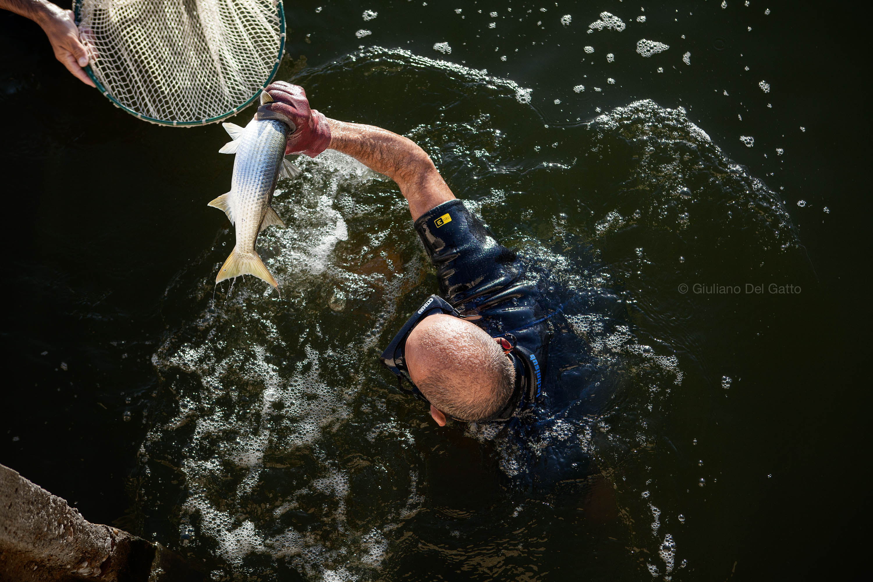 To avoid damaging the other species of fish present in the fishpond, the mullets are fished directly with the hands - Cabras, Sardinia 2012