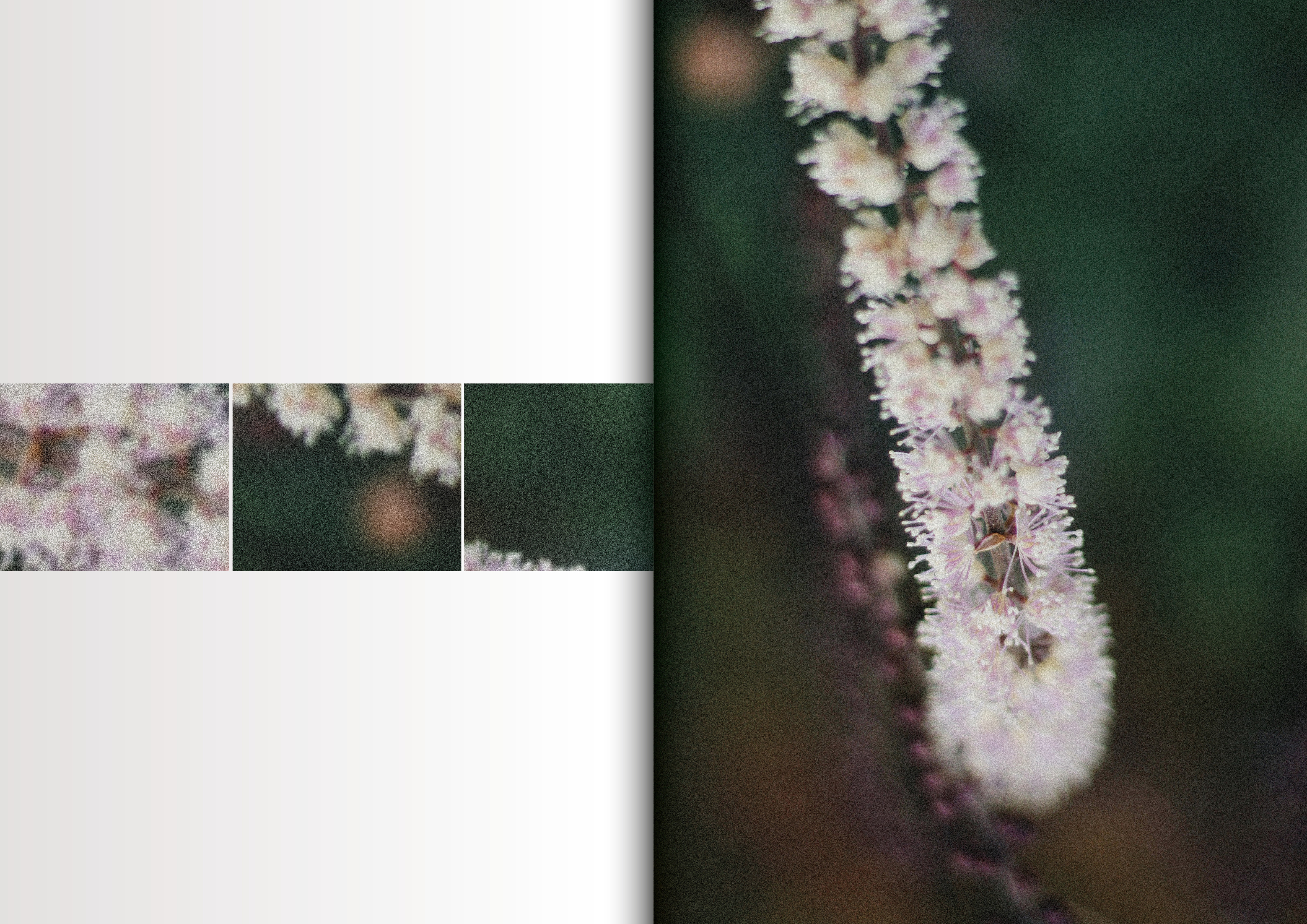 Flowers Bloom With No Regret   photography, graphic design, 3D experiment