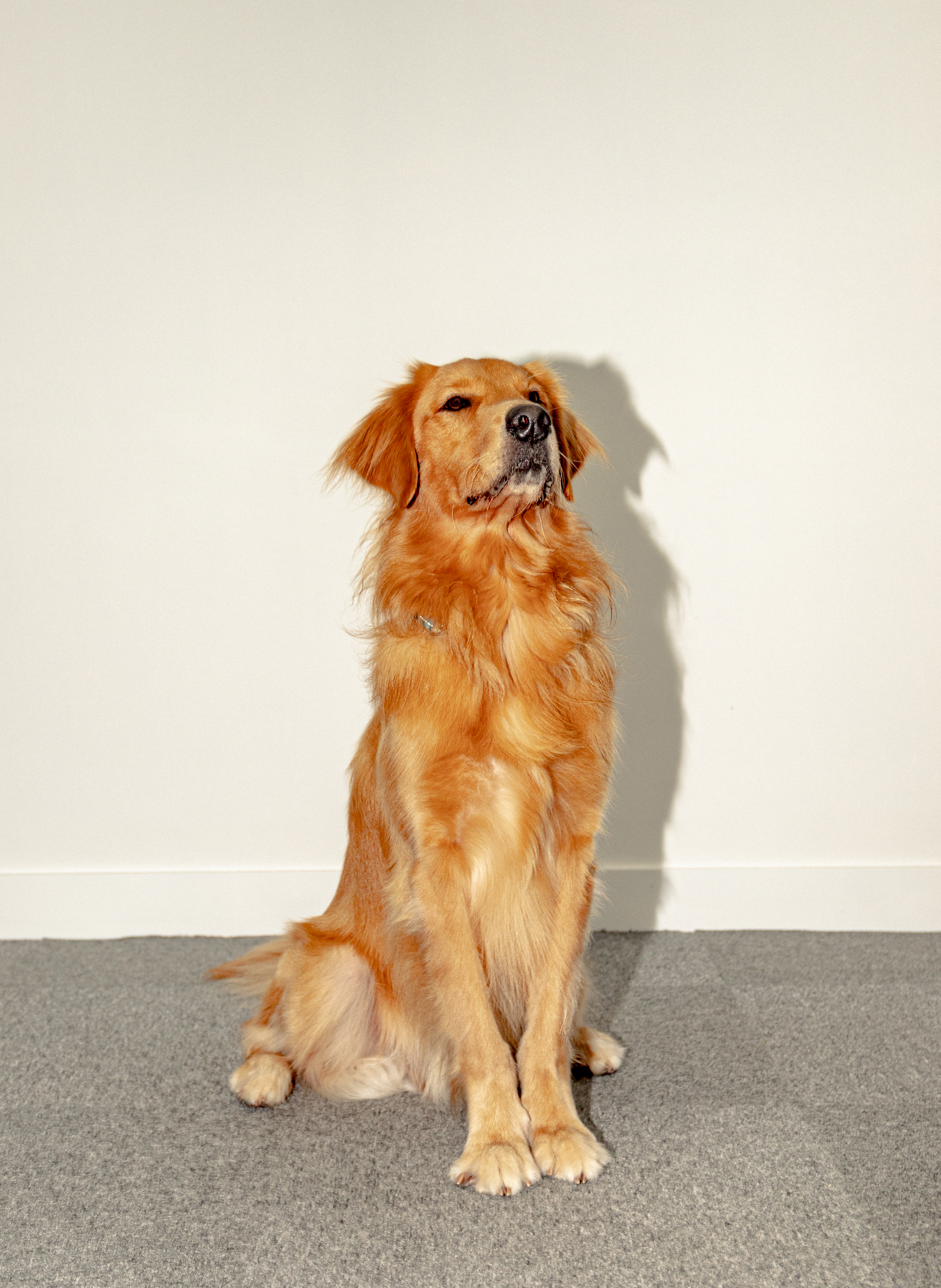 OneDegree Pet Insurance