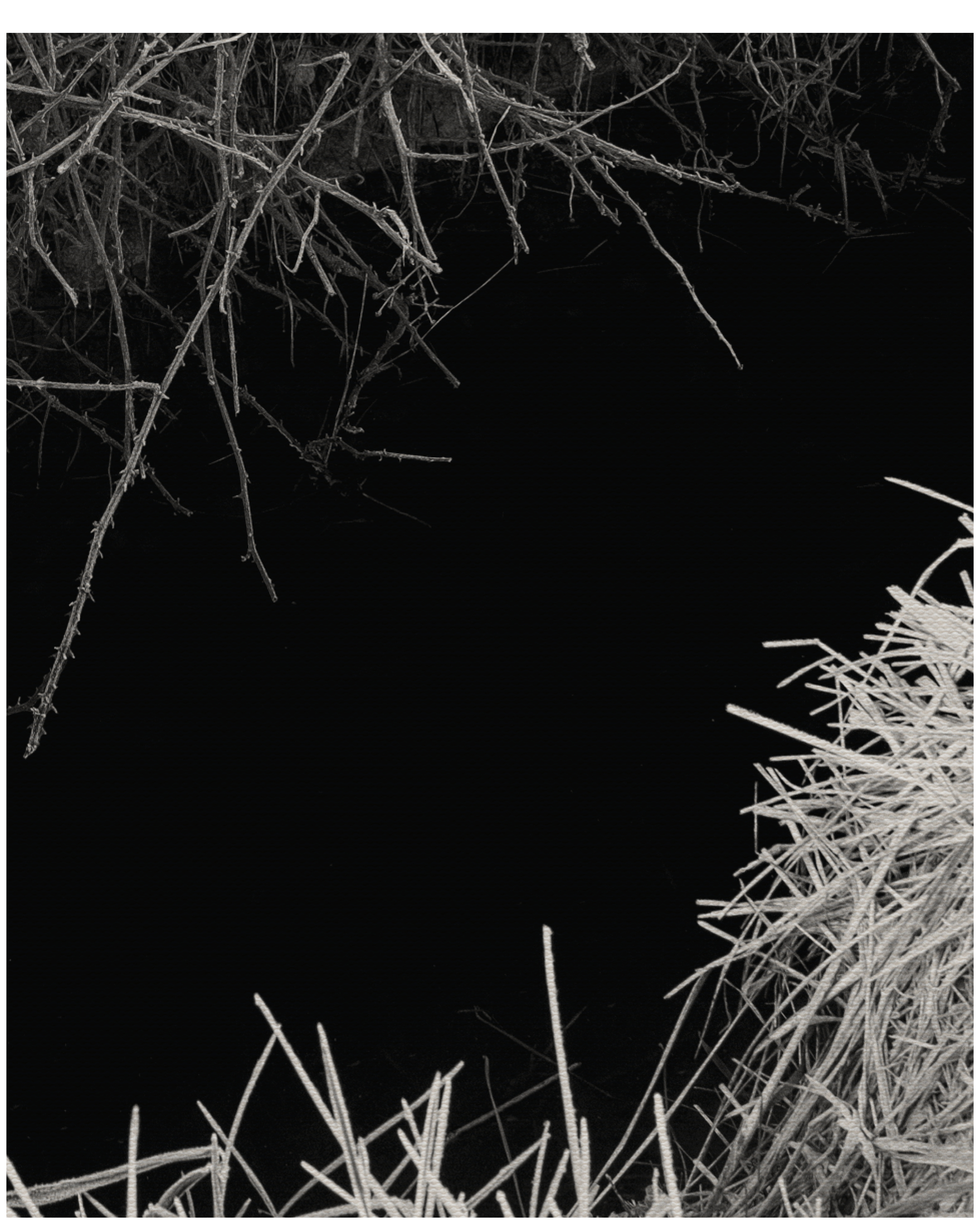 Reverie by Martin Amis