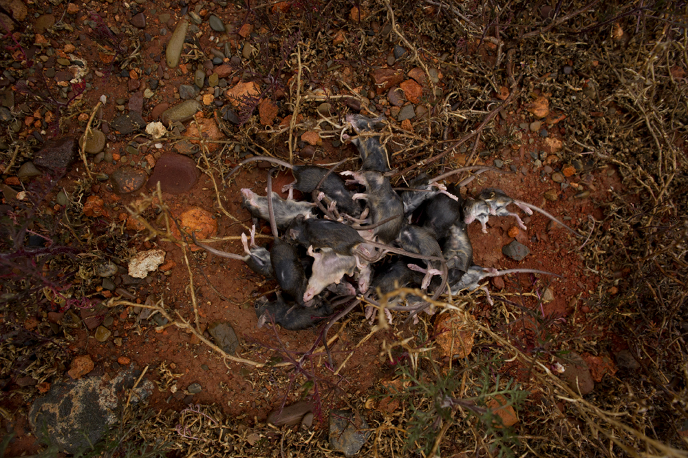 Drowned mice, Arkaroola, South Australia 2011