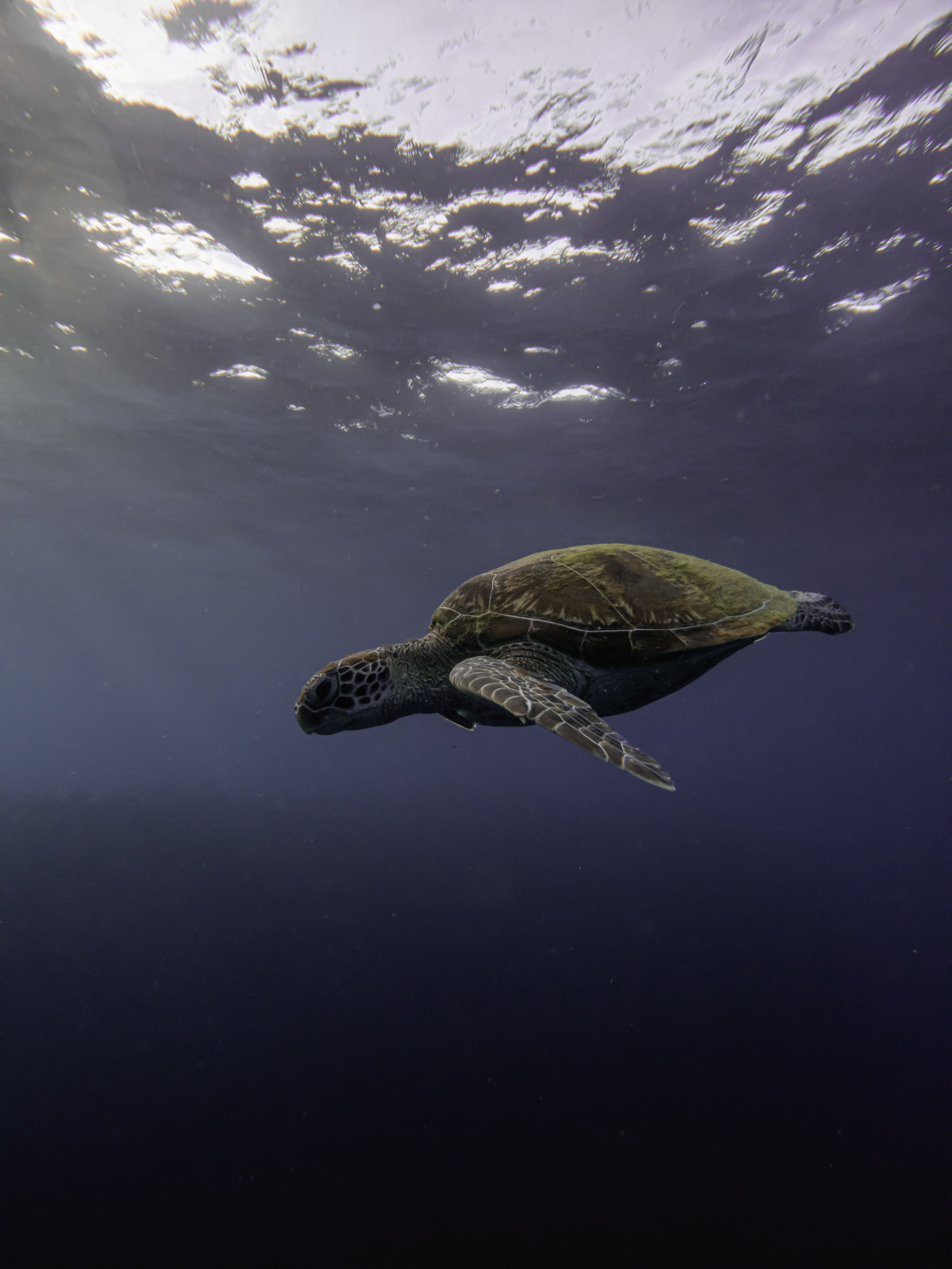 Moalboal, Philippines