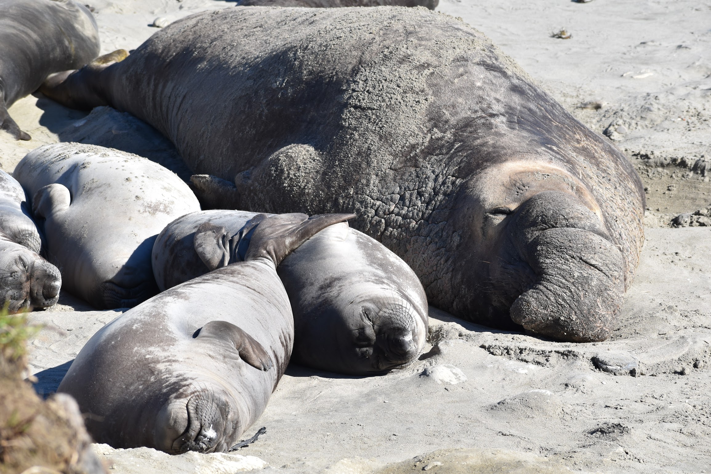 Elephant Seals, Año Nuevo, CA