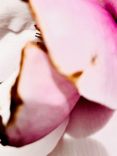 Resistant Flower Flags and Signs wish to be shared online or be printed on fire and waterproof textiles or materials or whatever you like, all free of commons