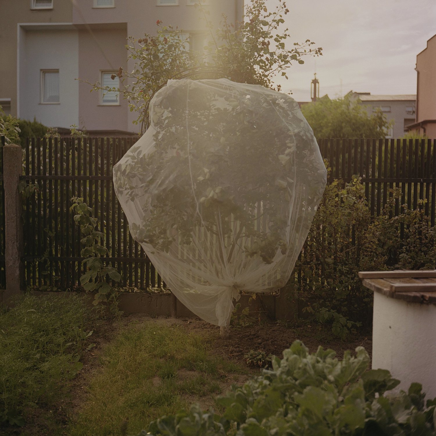 Chokeberry shrub. Radomsko, Poland, 2020