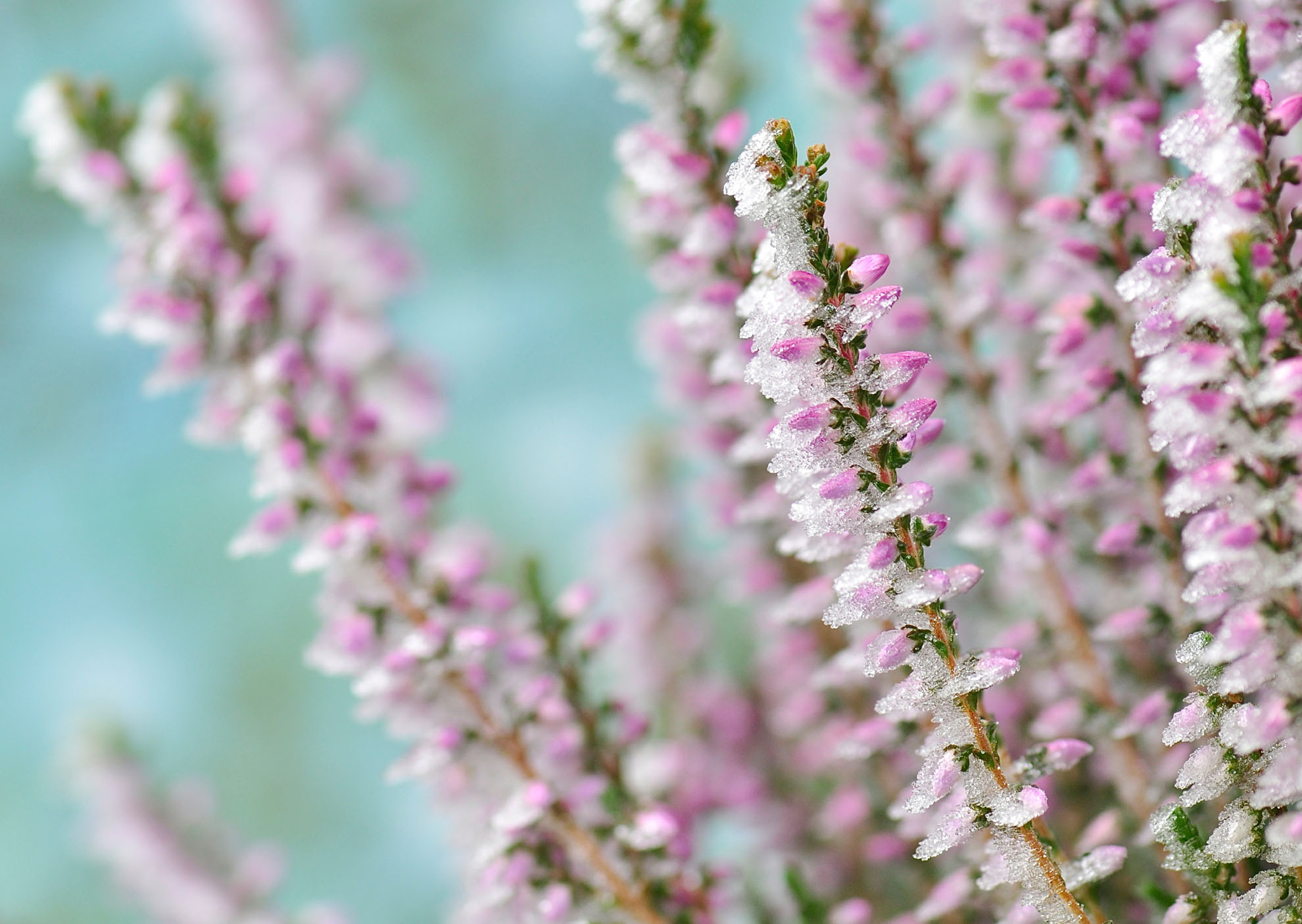 Nr. 295 Kristalblütenknospen