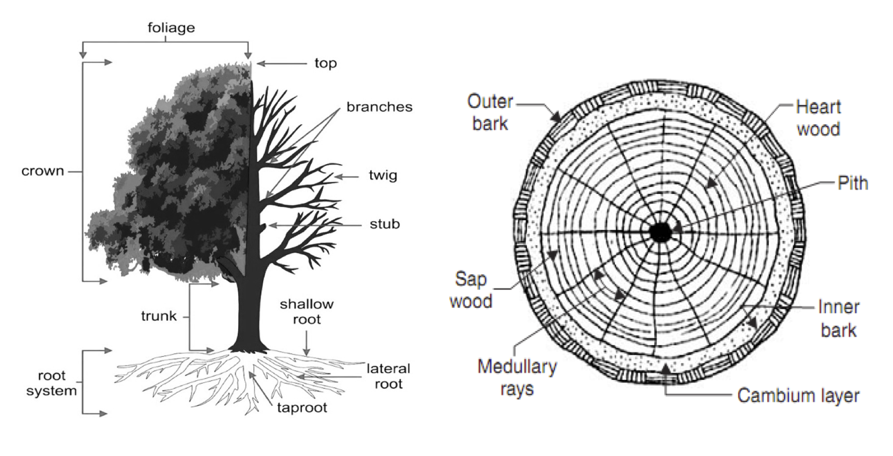 what-is-a-tree-roman-susan