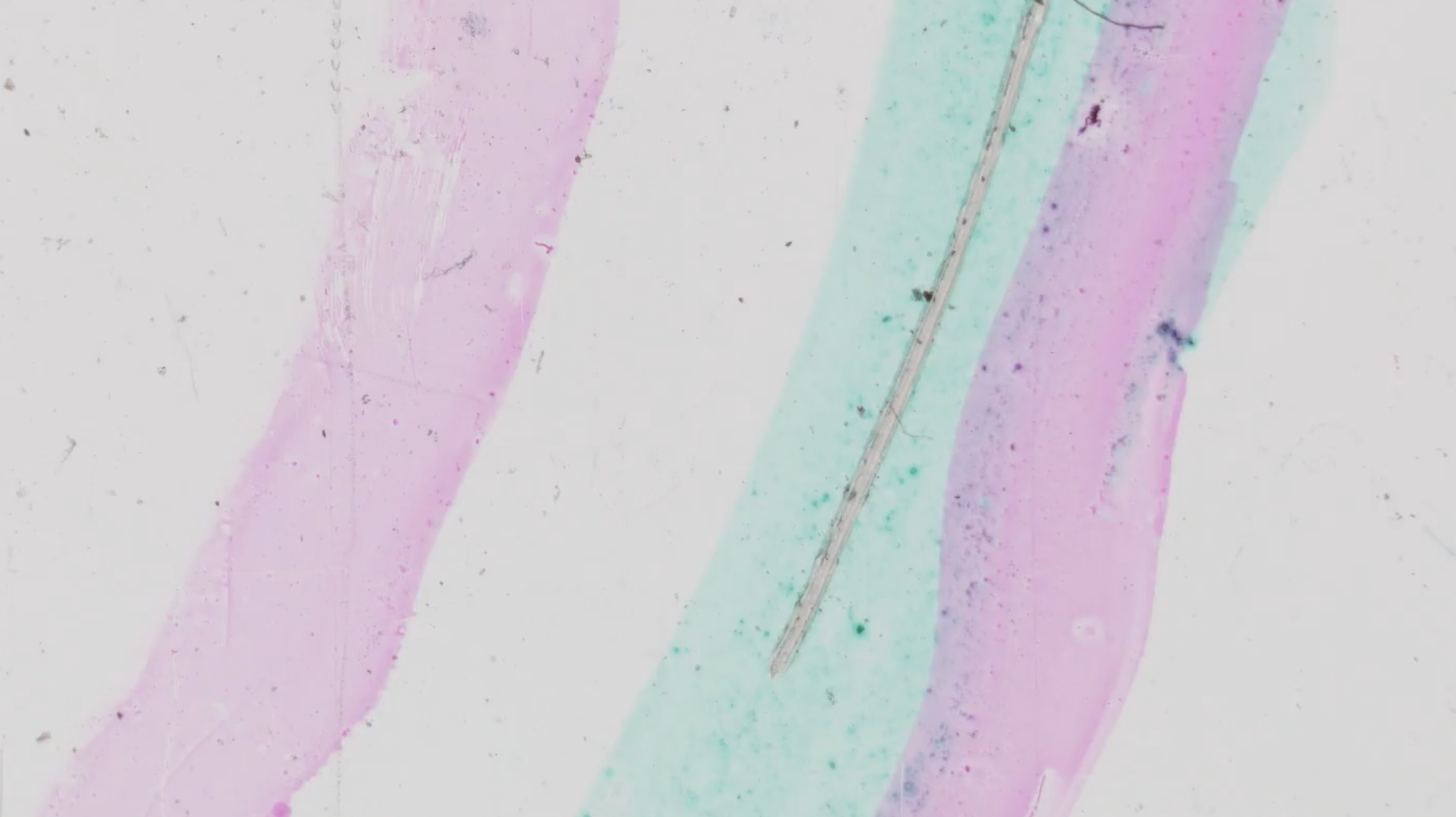 Gelatin Film Festival