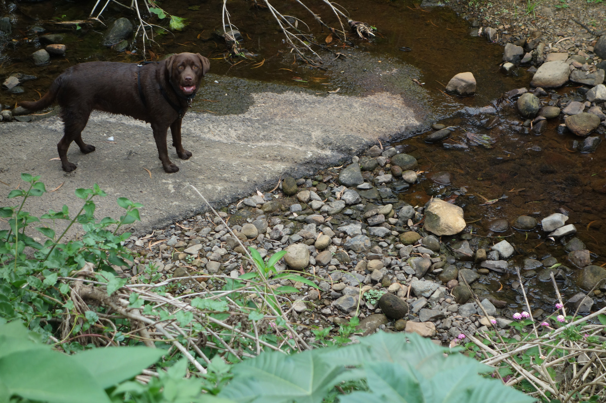 Dog on concrete, Byarong Creek